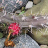 Backeb. ver Harrisia pomanensis subsp. regelii La Plata, Arg, wavy edge on ribs (Forbes ex Otto & A.Dietrich)