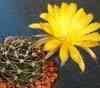 Bolibia y Argentina, actual ECHINOPSIS 