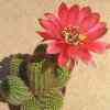 v flor roja y rosa SALTA.