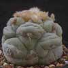  2 especies 29 taxones, Superbonita, sin espinas. Aguanta heledas - 5C seca. Origen Mexico. L. lutea y v jourdania fls rosas y blancas