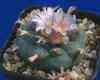 williamsi williamsi: cactus alucinogenos:Peyote(chamanes)