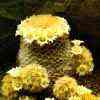 ) y v rubrispina tight yellow feathery sps