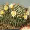 Teotitlan del Valle, curly bristles y Sierra Mixteca, Oax dark red stem