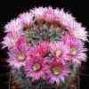 v stampferi Topia rosa, el genero mas grande 175 especies, 1.350 taxones,