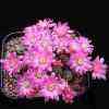 Apreciada por superfloracion rosa a magenta. ML Qro