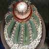 Adukto sale cefalio, centro y sud America, cefalio, temperatura min. 10 C brownish red cephalium y El Rancho Guatemala