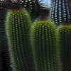 incluye antiguo austrocephalocereus, ahora Espostoa