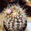o clavata, tall thick body, few heavy black sps y v grandiflora robust stem. y v procera stout curly black sp,(Pyrrhocactus, Telocephala), = Islaya, actual Eriosyce chile, bella planta sudamericana. Superfloracion