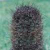 Ovalle, dense shaggy sp y f senilis soft hairlike sps in tight curls