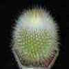 espina fina y v albilanatus tight white bristly sp, orange-red fl