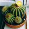 muchos clones, resistente, powdery blue stems, bristly sps y Serra Geral, blue body