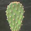Gran genero, grupo subgeneros: micro, cylindro, Maihueniopsis, Maihuenia, tephrocactus,tunas,..Tonapah, ramosa, purple-pink tinged pads, Yucca Valley,CA, super pink fl.