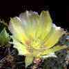 Opuntias, 890 taxones. Gran genero, grupo subgeneros: Consolea, Grusonia, micro, cylindro, Maihueniopsis, Maihuenia, tephrocactus, Tunas, Pterocactus, origen en toda America. 