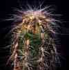 Candelabro de las montaas, gigante, semitropical, gigante, parecido a pilosocereus, con pelo