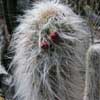 9 especies,14 taxones, candelabro de las montañas, gigante, con pelo, antes Arequipa, Morawetzia, Mejico. 