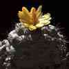 espina negra, S.Jose Lach. OAX raro giallo