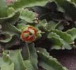 La Fruta del Dragón muy apreciada asia, Japon,... pitaya (Pitahaya), epifita cactacea trepadora, flores nocturnas, polinizan murcielagos