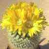70 especies, 338 taxones, en honor a Domingo Parodi, bright yellow sps y grandes fls amarillas.