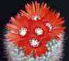 sangriflora brown centrals, blood red fls 