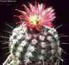  Actualmente integra al géneros, seudoparodia, alguna lobivia, Notocactus (K.Schumann), Basilicactus, Eriocactus, Wigginsia, Brasilparodia NOTOCACTUS, Bolivia, Brazil, Paraguay, Uruguay, Argentina. 