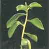 17 especies, 59 taxones, en honor a Nicolas de Peiresc, Precactus. Arboreos, caduciformes, diverso tamaño, antes Rhodocactus, Mexico, Caribe y norte Argentina, Uruguay. 