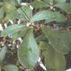 Espinacion larga. Precactus. Arboreos, caduciformes, diverso tamao, antes Rhodocactus