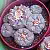 Lophophoras williammsii, o Peyote mas de 12 cms, duras con los a�os me crecen muy grandes, me desago de 3 unidades
