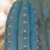 Cercano CEPHALOCEREUS, 159 taxones, cercano. Buzios, RJ, frosted blue-green stems. Argentina