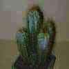 antes Pseudopilocereus, Cipocereus, Mejico, Venezuela, Brasil, Colombia. 