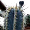 36 especies, 159 taxones, unido a CEPHALOCEREUS a columnar de pelo en apice, 