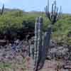 antes Pseudopilocereus, Cipocereus, Mejico, Venezuela, Brasil, Colombia.