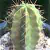 columnar verde claro brillante antes heliabravoa chende 2 especies, 6 taxones. 