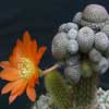  y v condorensis Condor Pass, cuerpo rosa rara