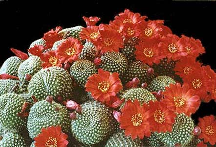  fls rojas y v albiflora blanco o rosado, Bolivia