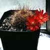 Enana variedad de kariusiana light brown sps y v violaciflora vivid purple-red fls