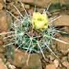 Sclerocactus whipplei, Bonanza, Ut, tall stem, golden sps, y v pygmaeus flat white sp, tiny stem 