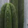 Plantas venta ornamentales, inermis, max. 4 cms diametro, fls. malvas, mescalina, chamanico.