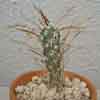 Sclerocactus, 48 taxones, candelabro de la luna (flores nocturnas), epis, fino, cilindrico, geometrico unido por las puntas, trepador de espinacion variada la poliniza murcielagos, medicinal toxico ordelina, antes mediocactus