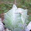 Stenocereus cercanos a PACHYCEREUS. stem covered with white powder