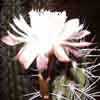 Stetsonia coryne, 1 especie, 3 taxones, en homenaje a L. Stetson, columnar grande de espinacion variada y fuerte. Cardn, toothpick cactus, tuna de Argentina, Bolivia, Paraguay.long sps blancas, pale blue stem