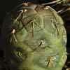  Actual subgenero de OPUNTIA (opuntioides), mas de 150 taxones de color de ceniza, fuertes espinaciones y pilosidad, cuerpos cilindrico irregulares o geometricos. v bruchii y Aimogasta y v geometricus, Loro Huasi,Cat