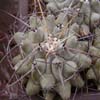 rinconensis v nidulans, espinas largas y curvas, estacion Marte Coah