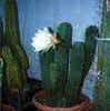 un trichocereus de gran porte, algunos muy potentes cactus enteogenos, psicodelicos, chamanicos