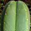 pequeño pero potente san pedro enteogeno