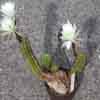  114 taxon actual integra dentro de ECHINOPSIS, Columnares grandes Matorral o arbolada especie menor parecido huasca.