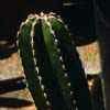 Stenocereus marginatus, margen espinoso, antes Ptantocereus, Rathbunia Britton et Rose, Machaerocereus Britton et Rose, Ritterocereus Backeberg Hetrichocereus, Marshallocereus
