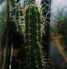 Cereus: Cactus antiradiacion ? con mescalina ligeramente, otro San Pedro