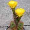 Mazan-Catamarc,very sp y Sra Villicum, San Juan,shaggy sps 