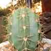 Cactus gigante