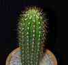 cactus ligeramente alucinogeno y otro enga�o antiradiacion electromagnetica ?